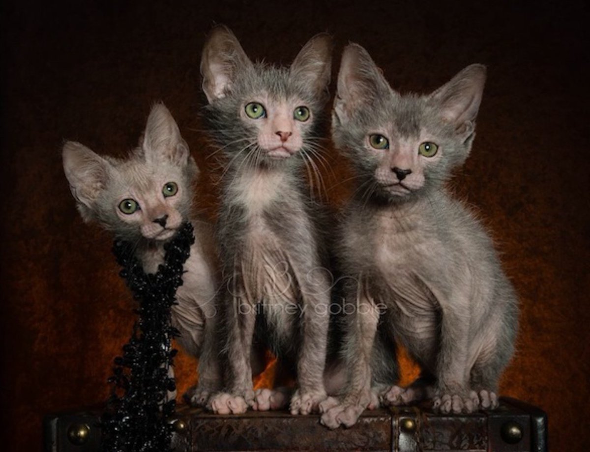 Скрещенные кошки