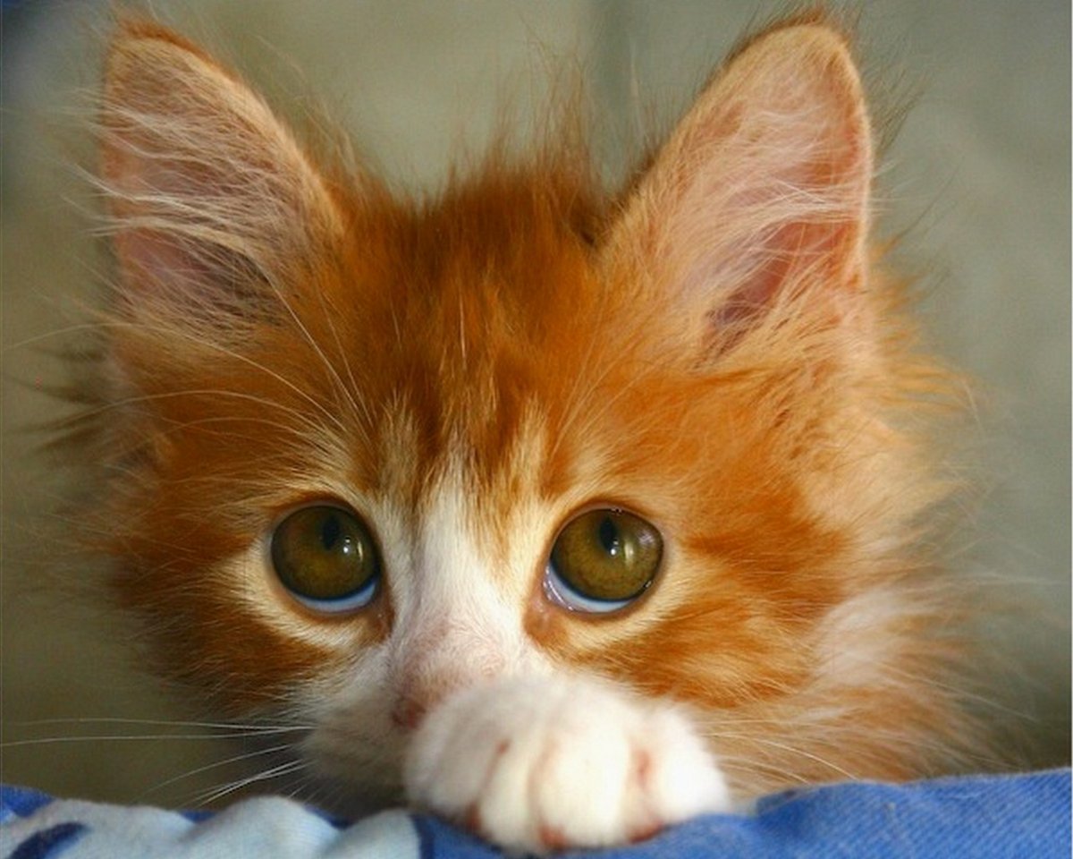 Кот с честными глазами