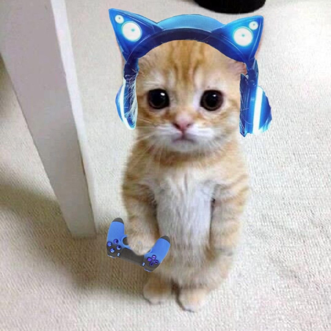 Милые мемы с котиками с надписями