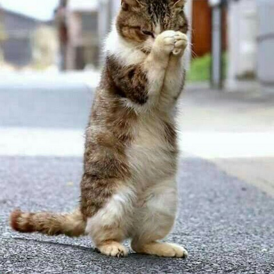 Умоляющий кот