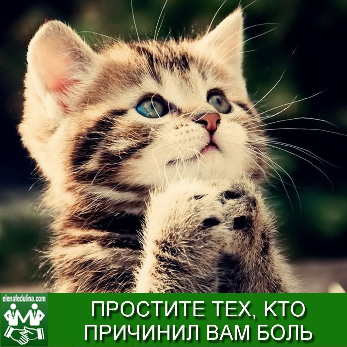 Котенок просит