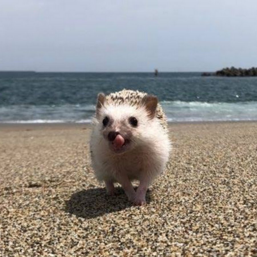 Ежик на пляже