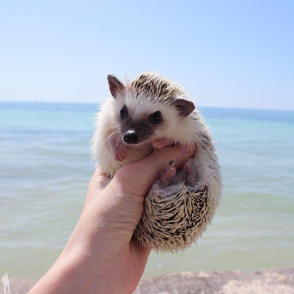 Ёжик на берегу моря