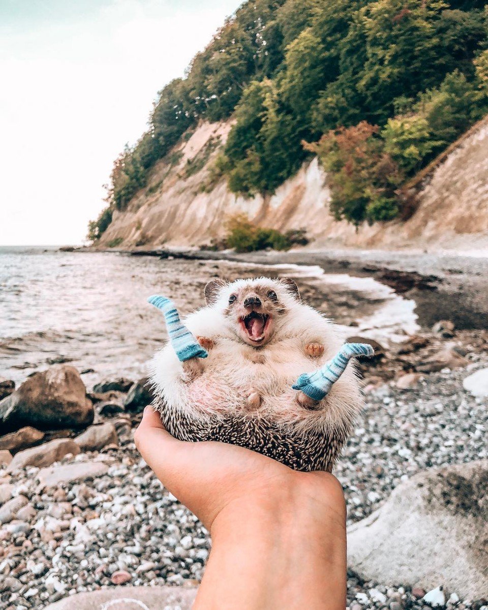 Ежик на пляже