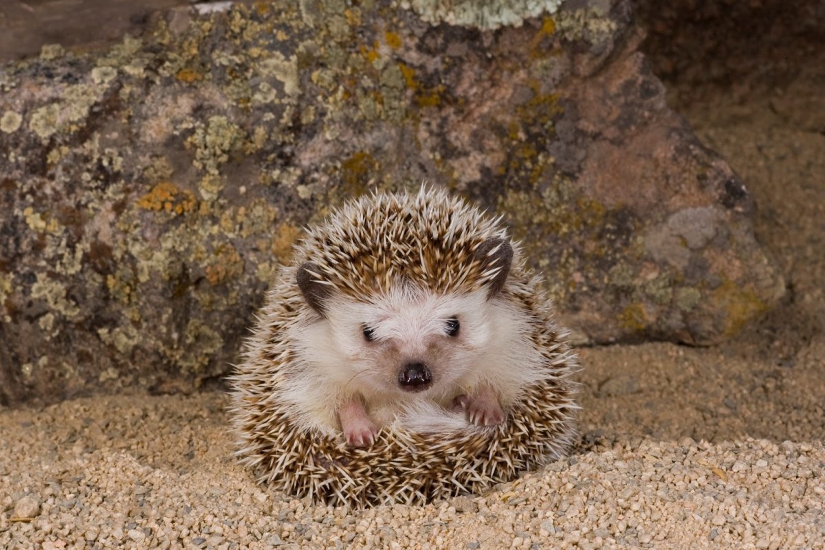 Аму́рский ёж