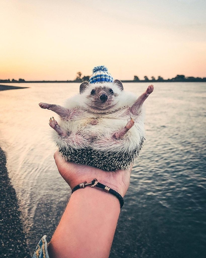 Счастливые животные