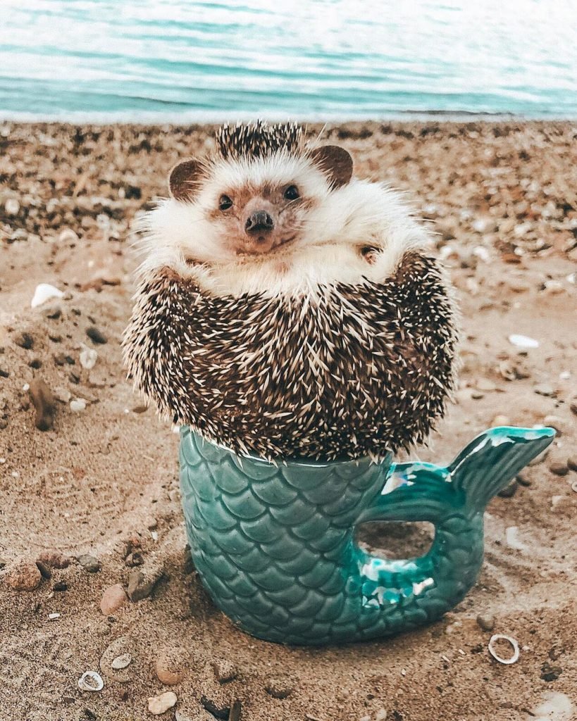 Ежик в отпуске