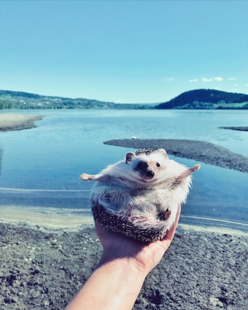 Ежик на море