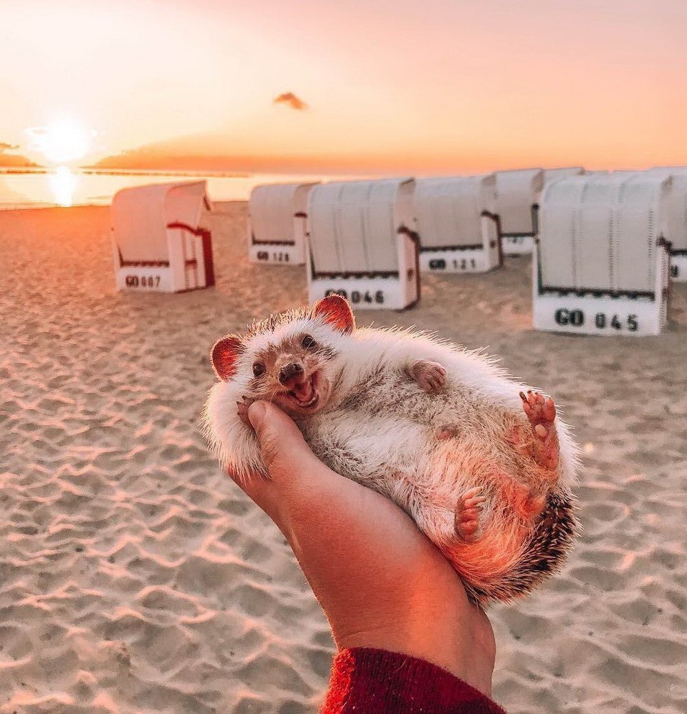 Смешной закат