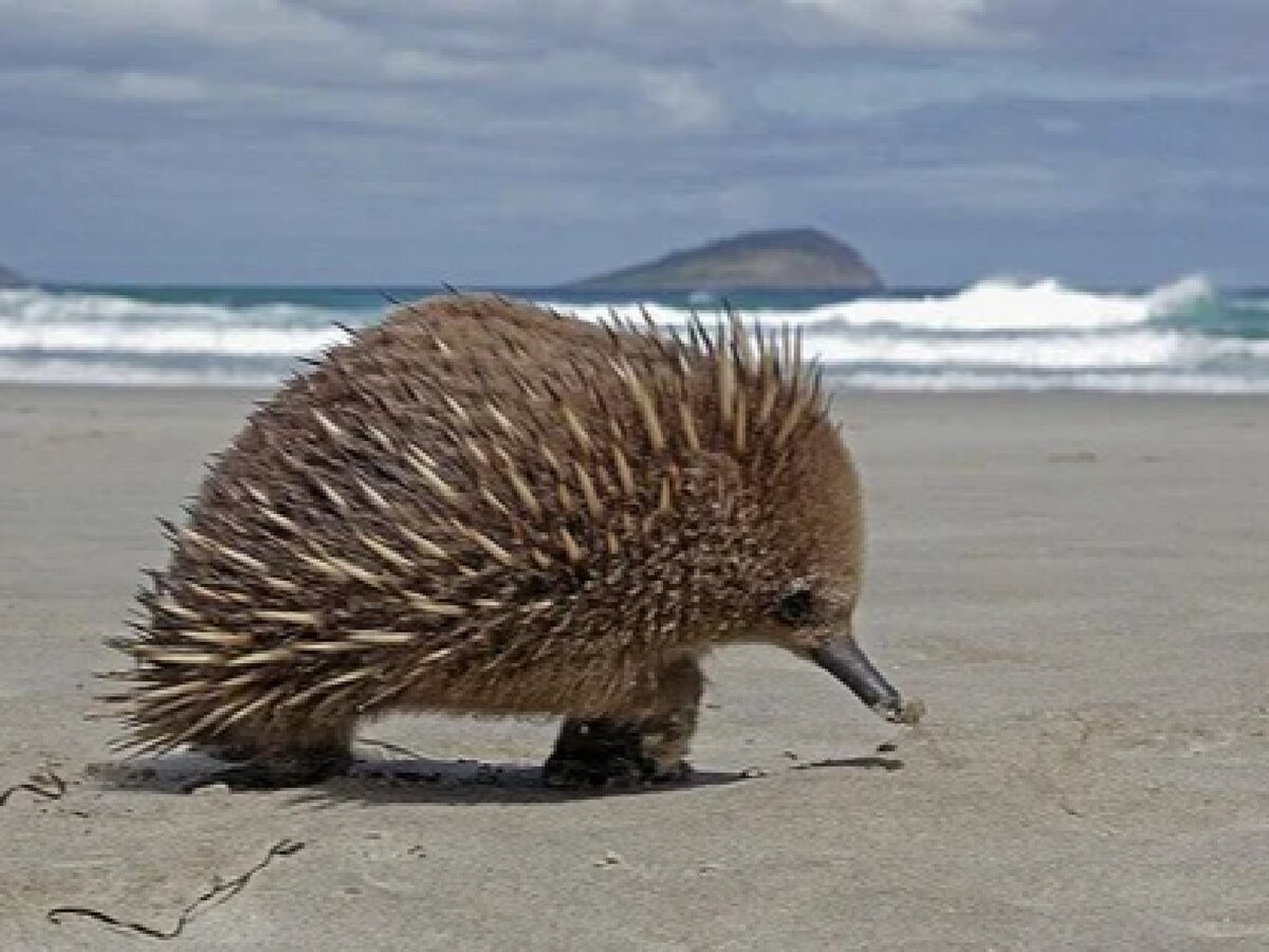 Ехидна в Австралии