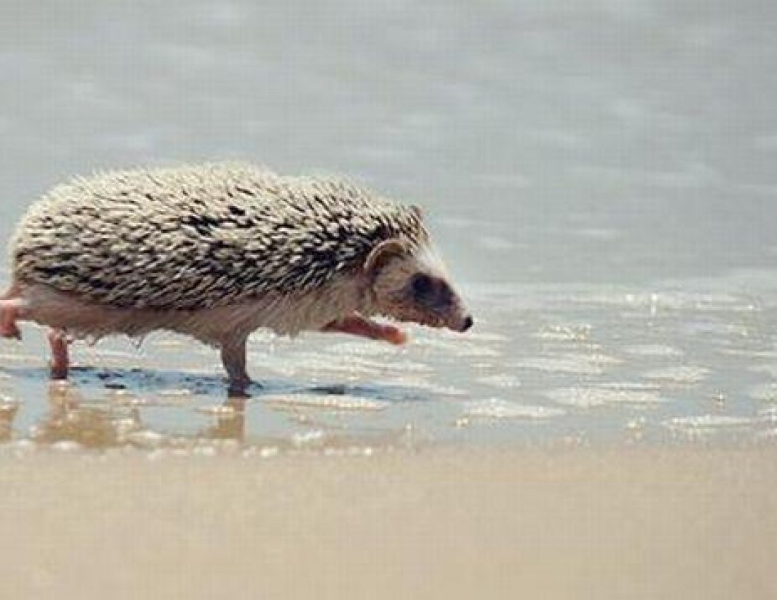 Еж на море