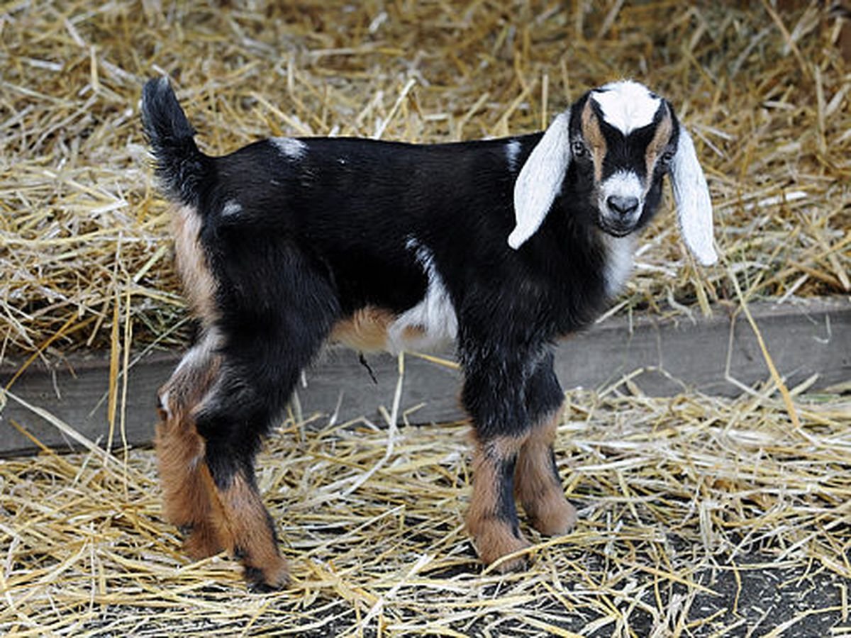 Архар горный Марко поло