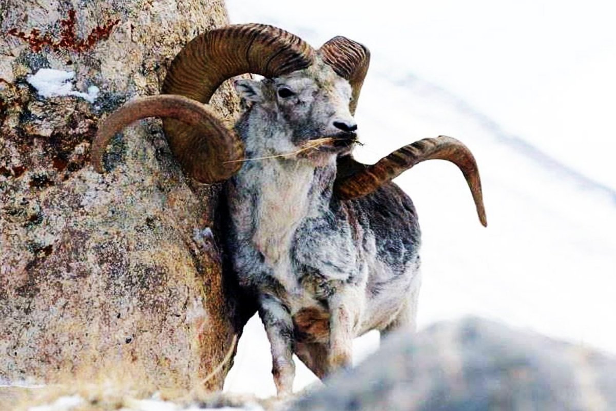 Валлийская черношеяя коза