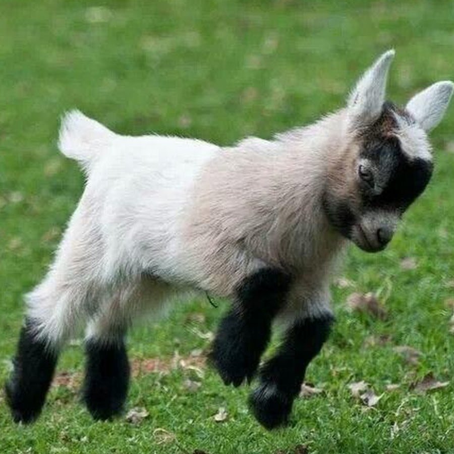 Афганские козы