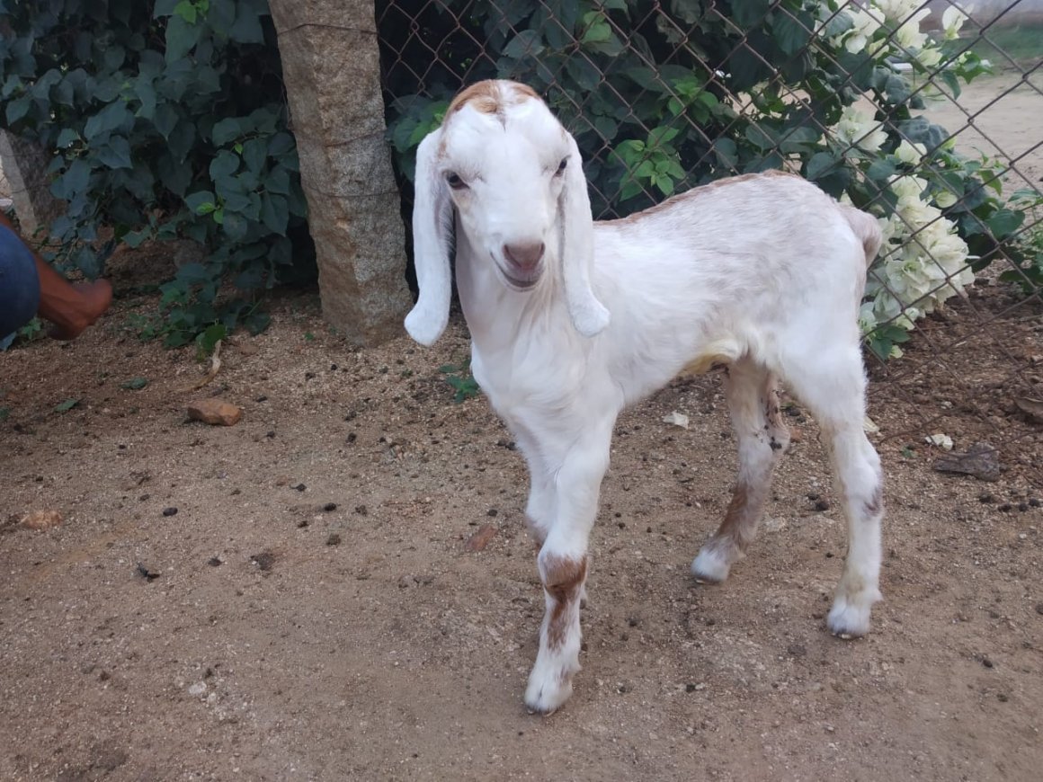 Лохтан баран