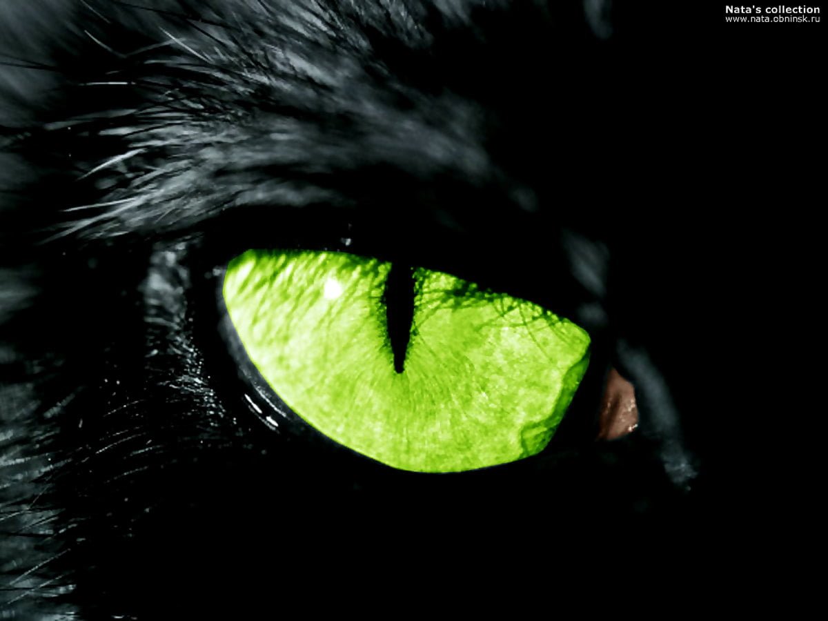 Черная кошка на черном фоне