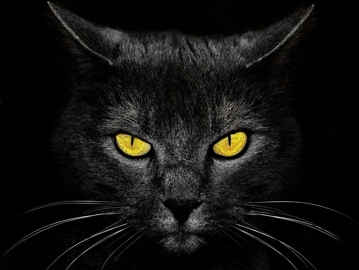 Морда черного кота