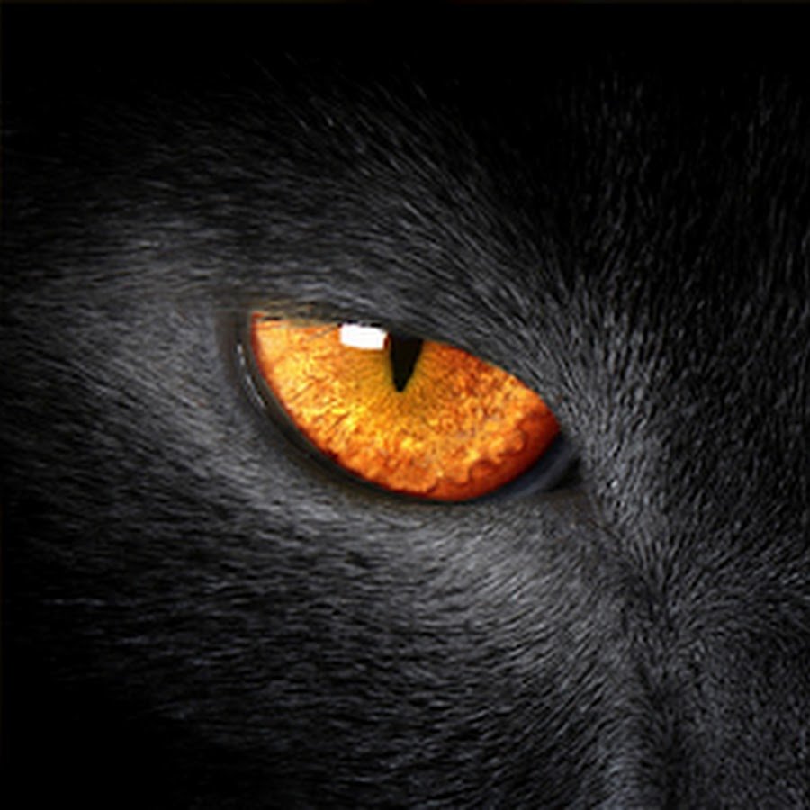 Черный кот с желтыми глазами