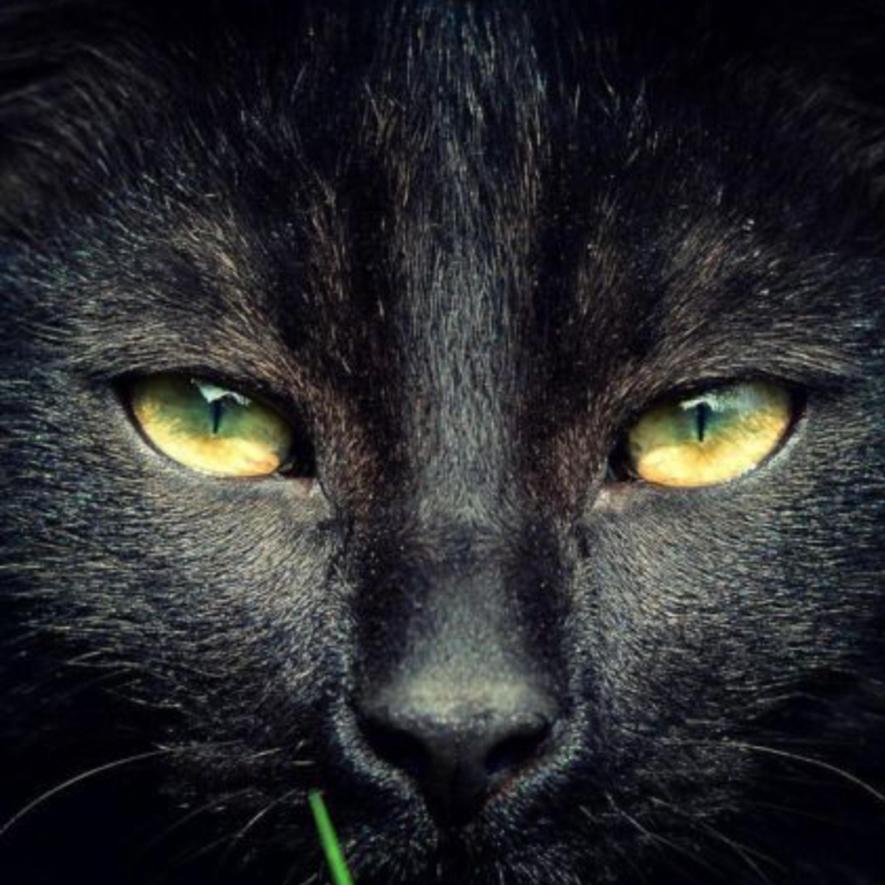 Чёрный кот с зелёными глазами