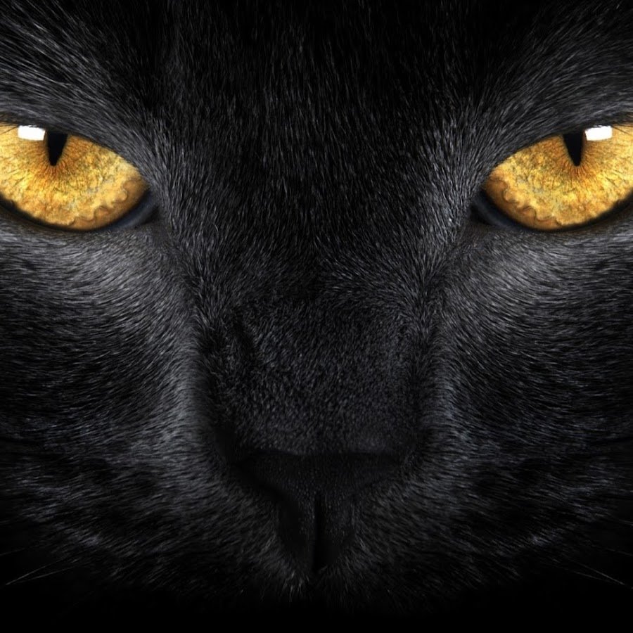 Кот с черными глазами