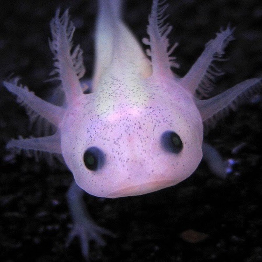 Морской дракончик аксолотль