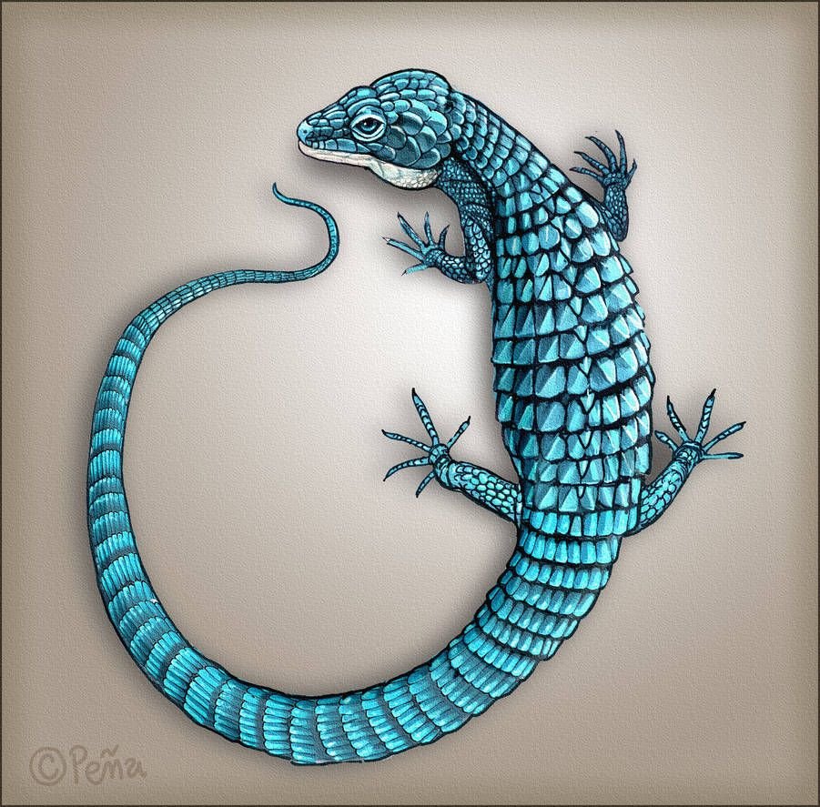 Голубой дракон ящерица