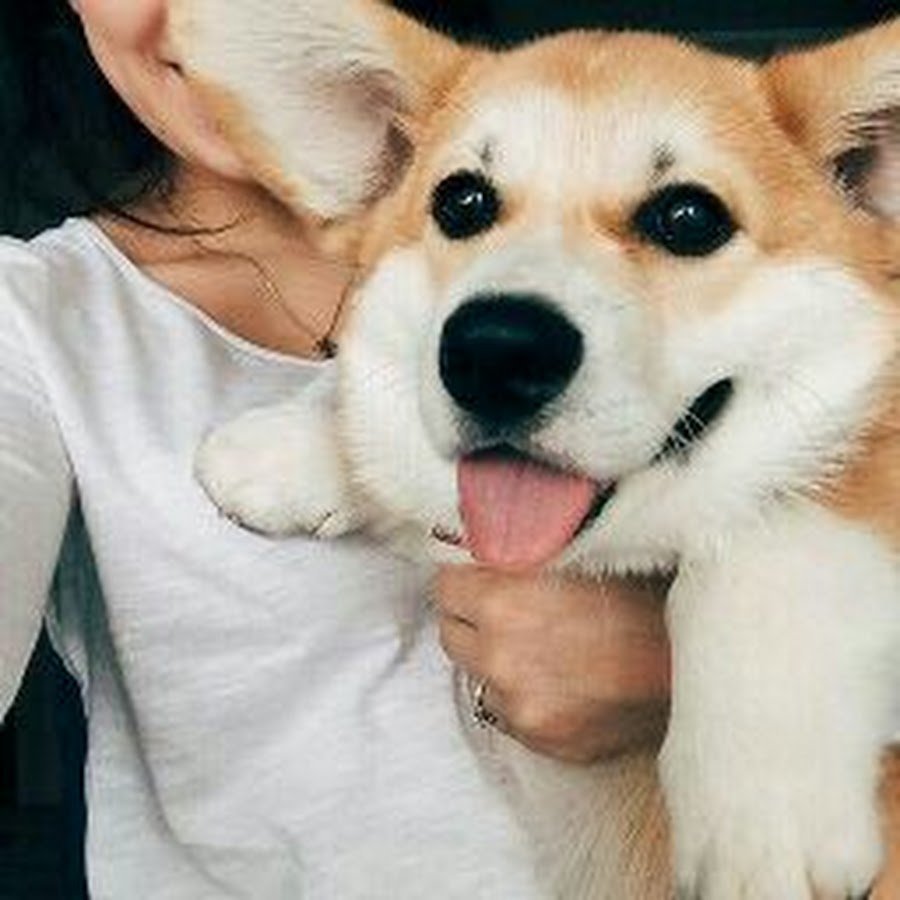 Корги гетерохромия