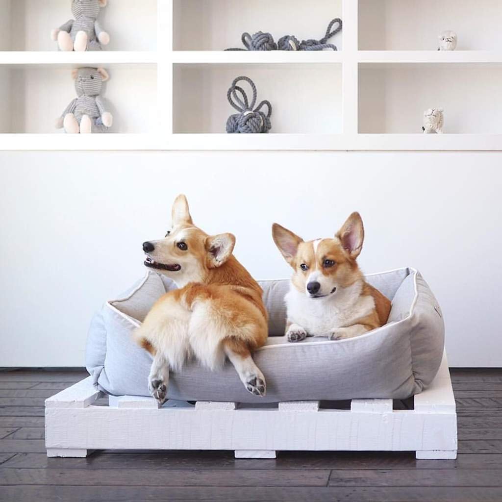 Корги пемброк дома