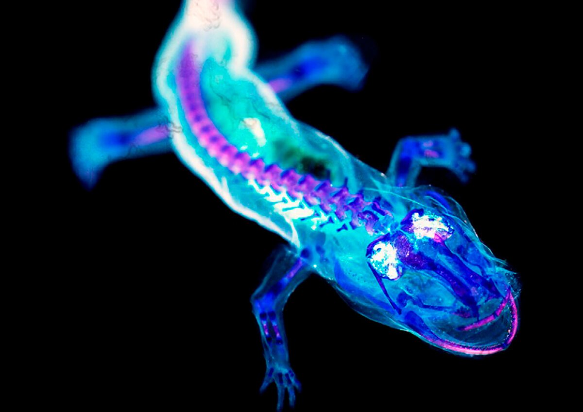 Прозрачная ящерица