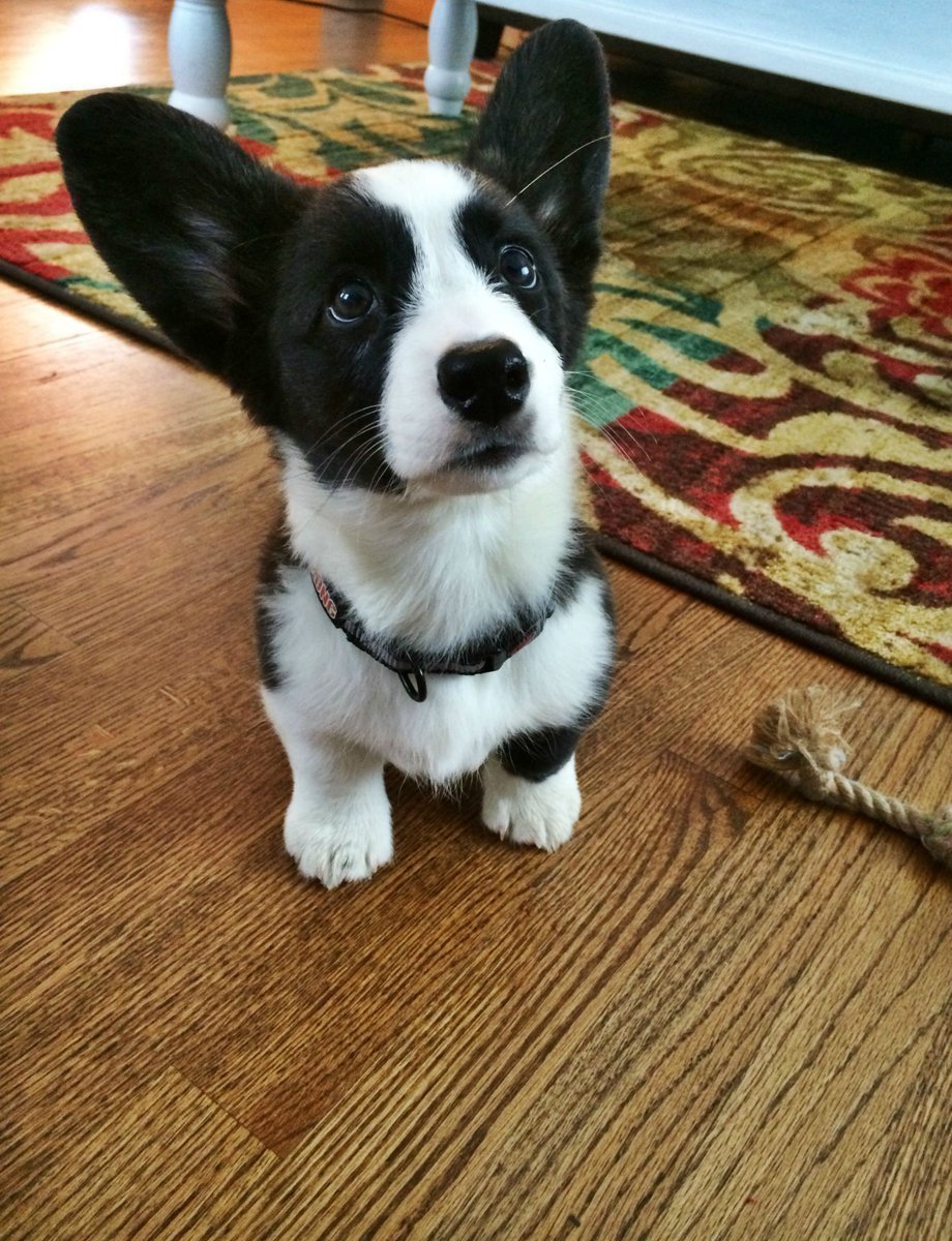 Вельш корги пемброк черный