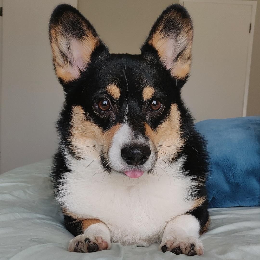 Вельш корги пемброк черный