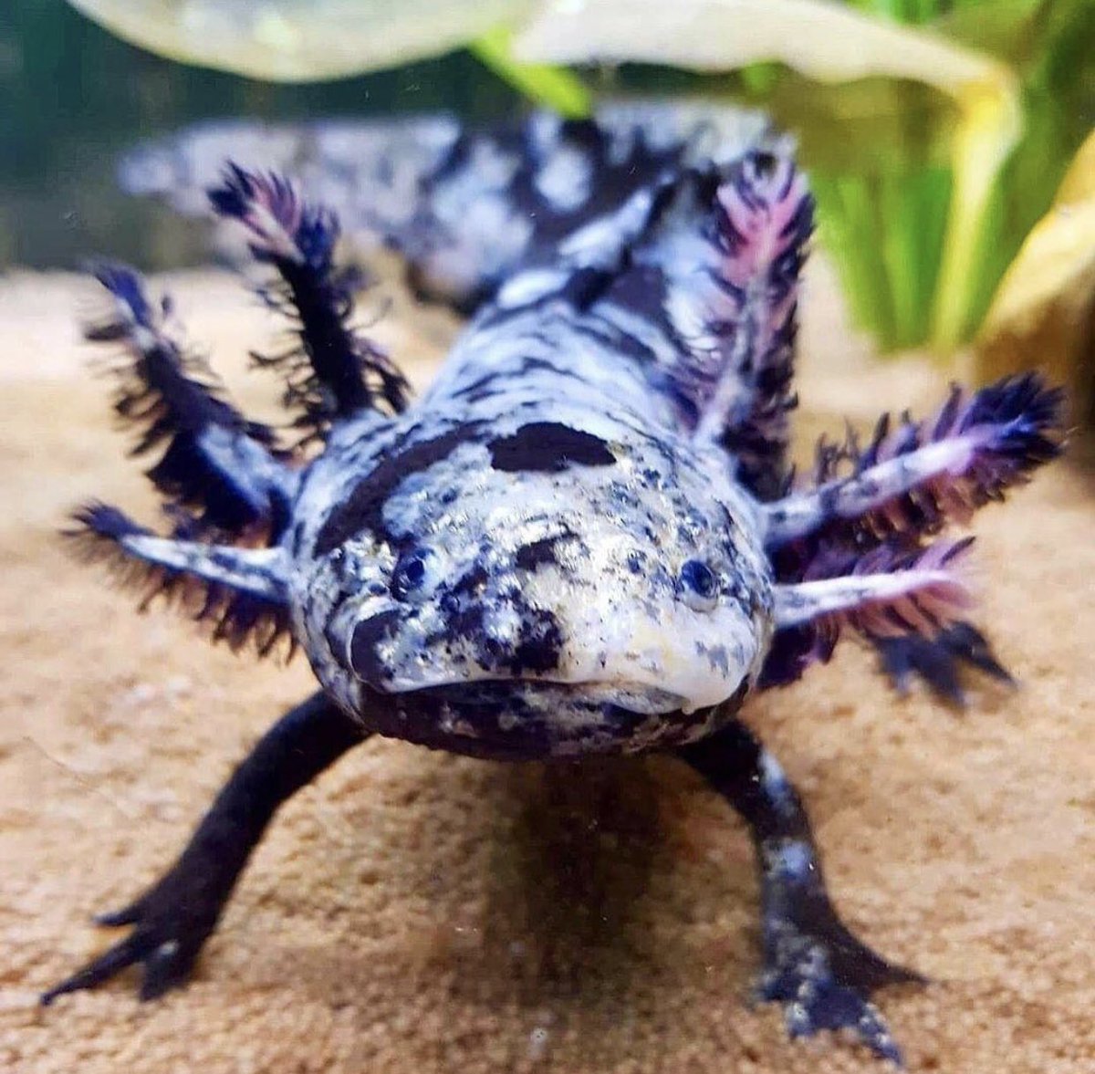 Тритон аквариумный аксолотль