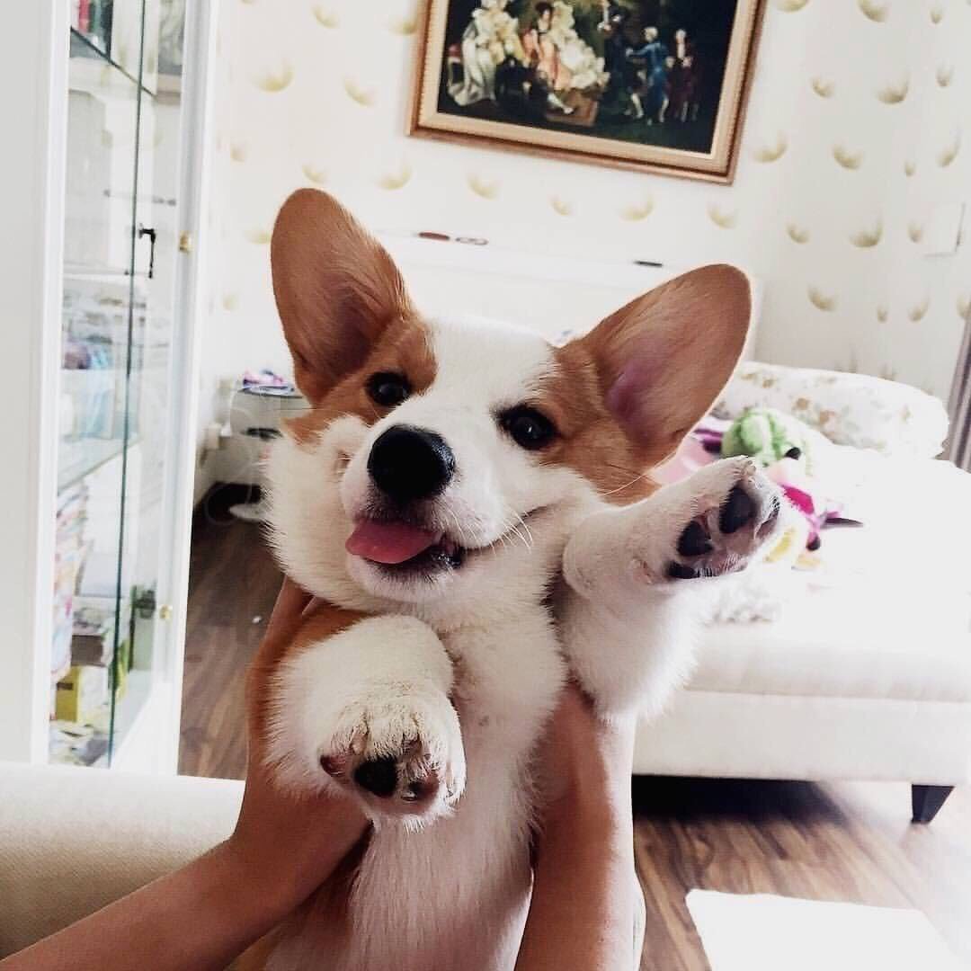 Кокорги с добрым утром