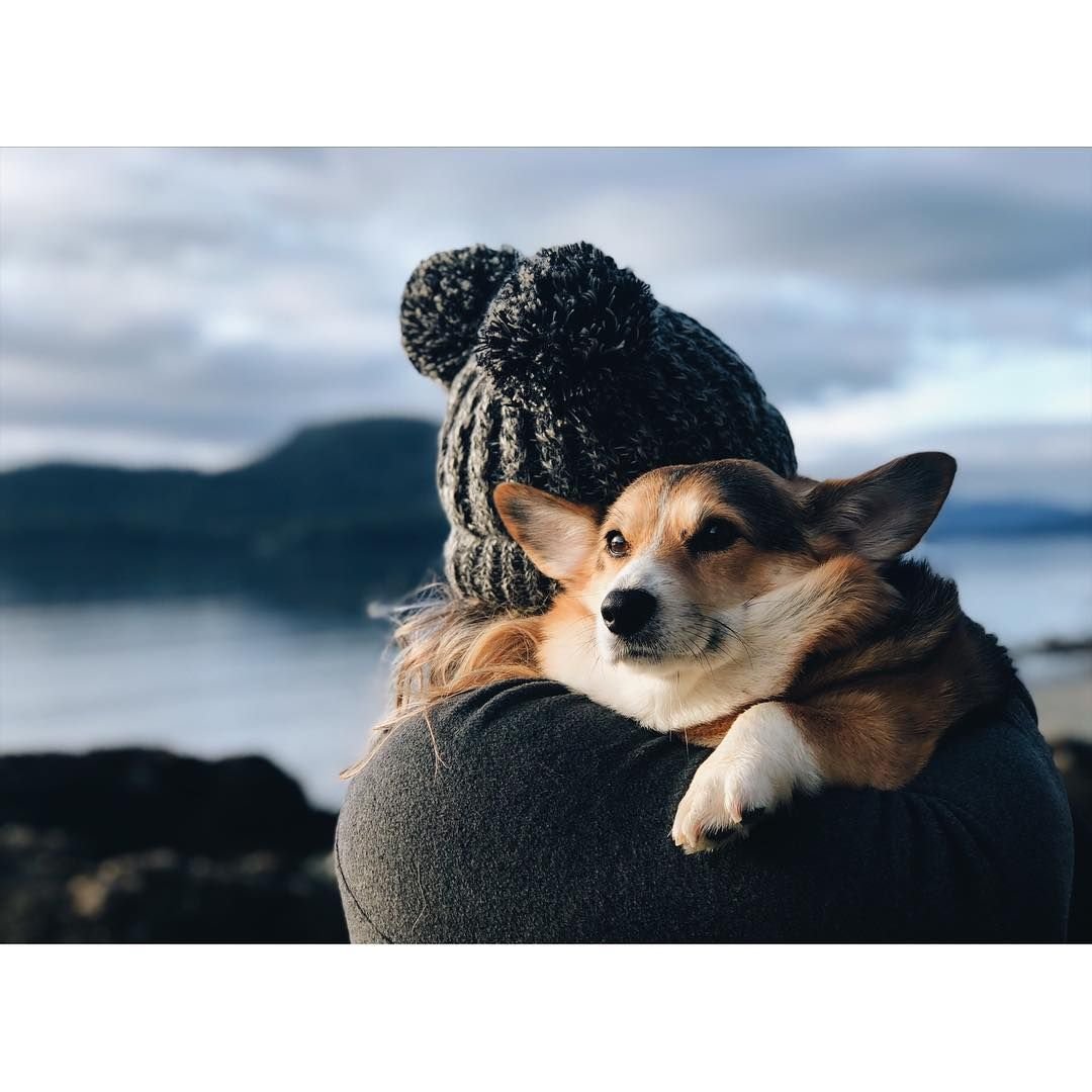 Корги на руках