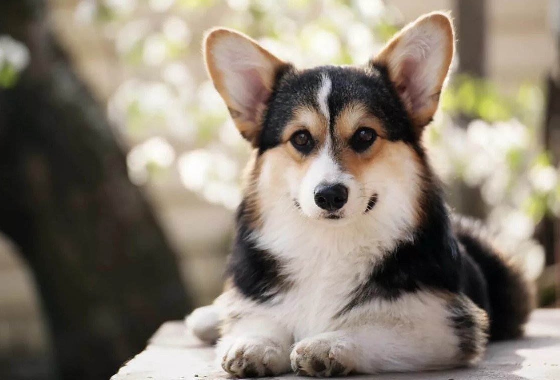 Вельш корги трехцветный