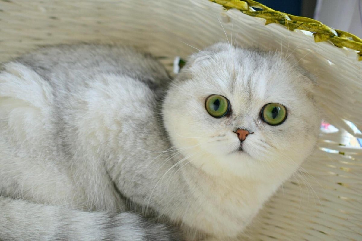 Британская шиншилла затушеванная