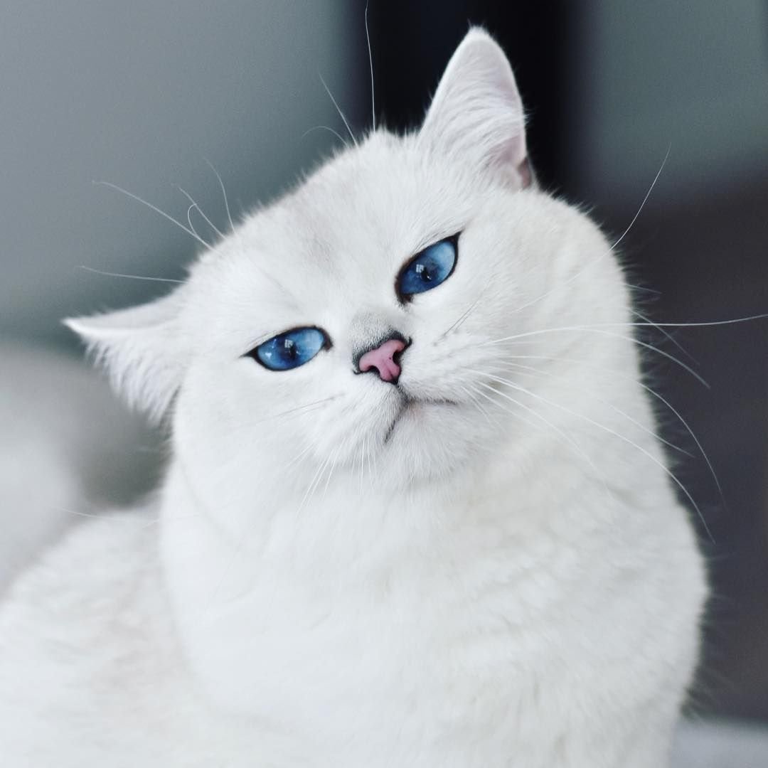 Биколор кошка Персидская шиншилла