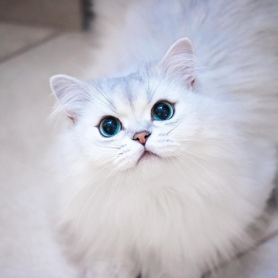 Ангорская шиншилла кошка