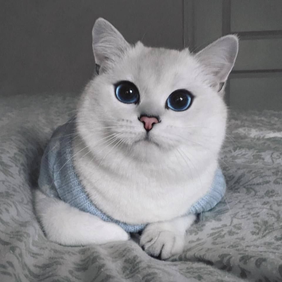Британская шиншилла Сильвер