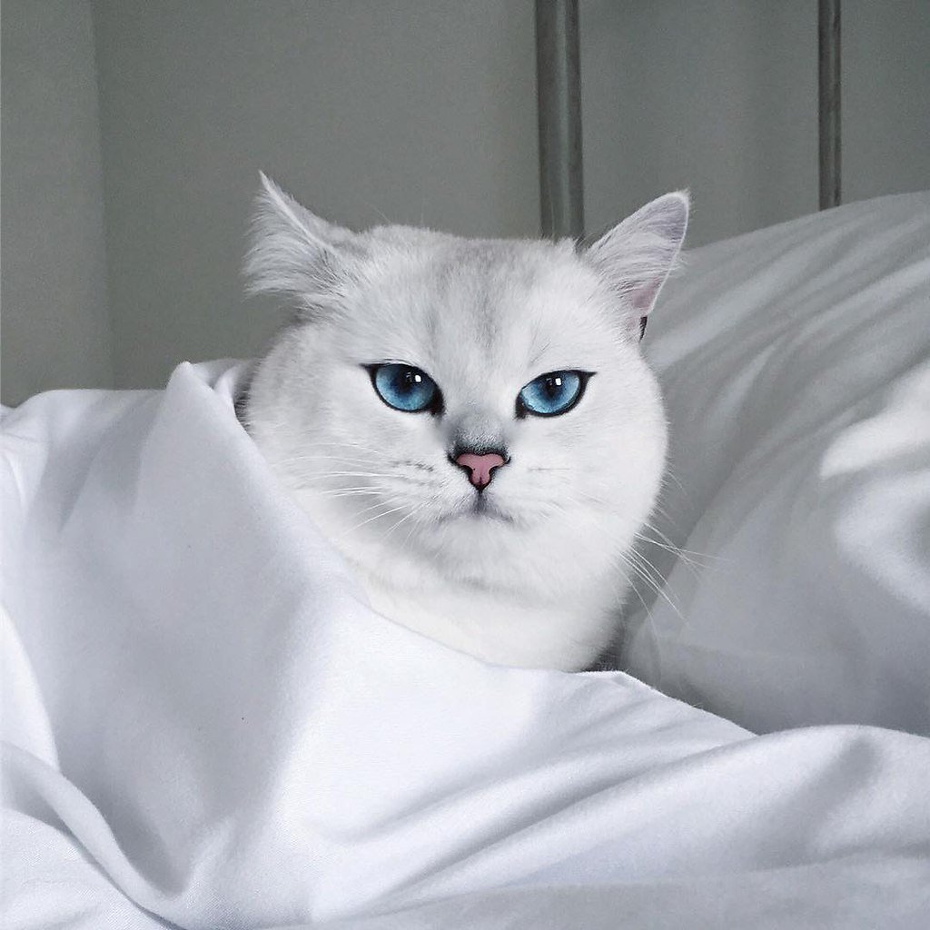 Британский кот серебристая шиншилла
