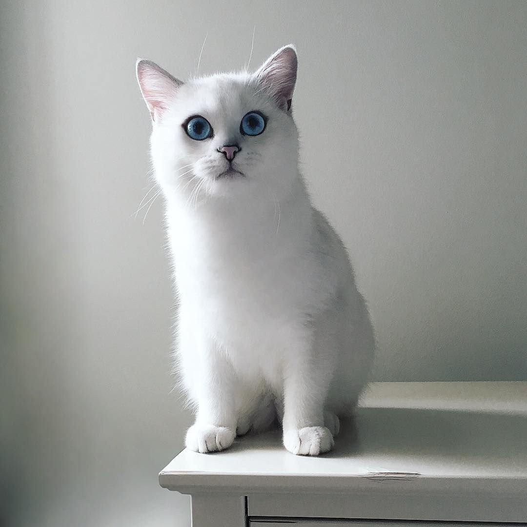 Скоттиш фолд шиншилла