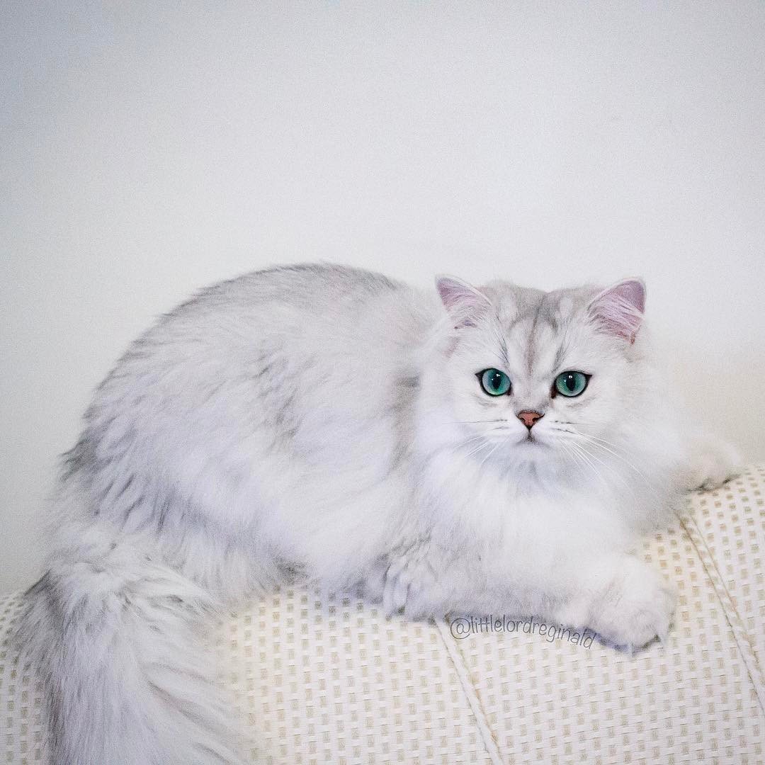 Шиншилла Пойнт Коби