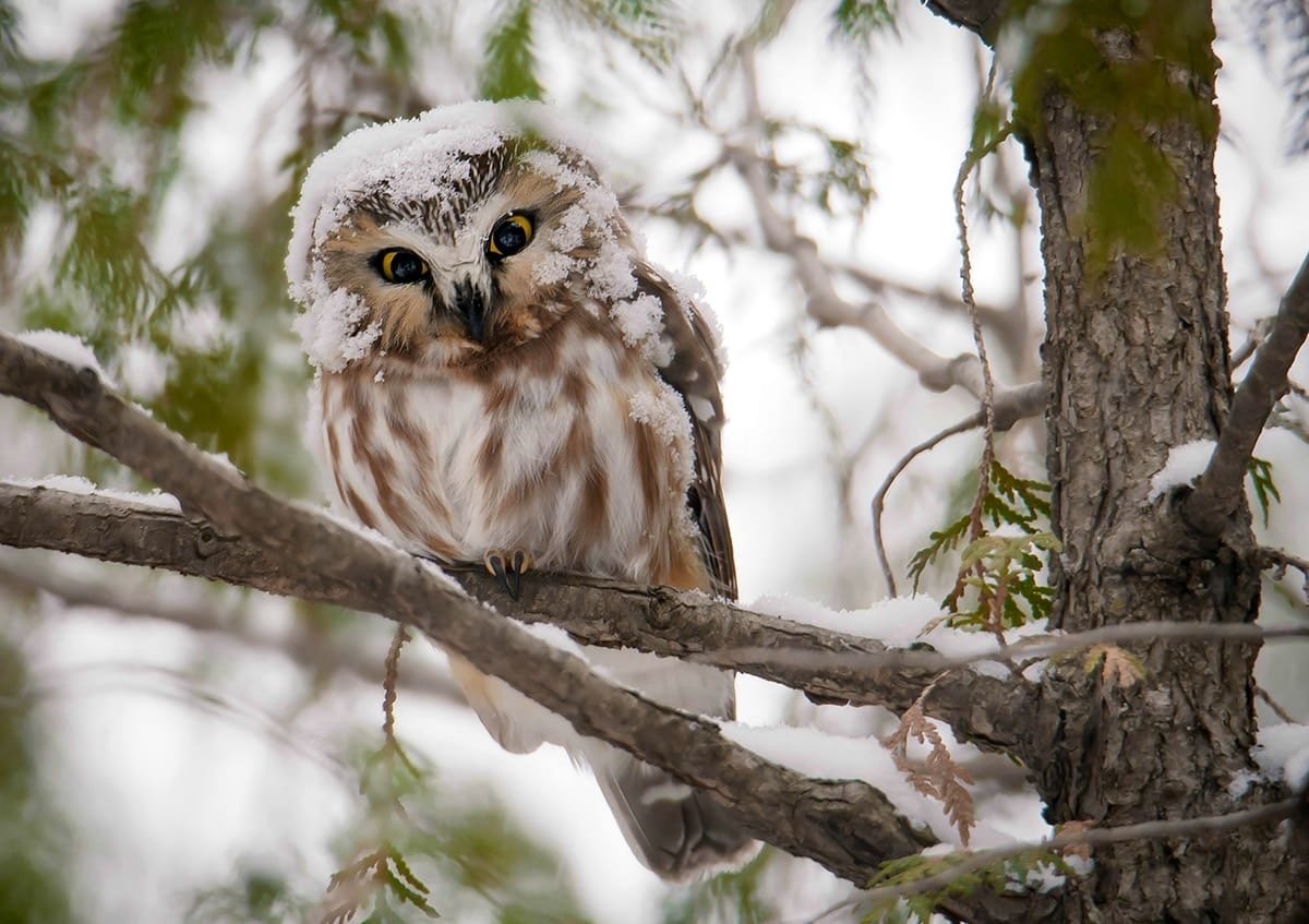 Отряд Совы Филин