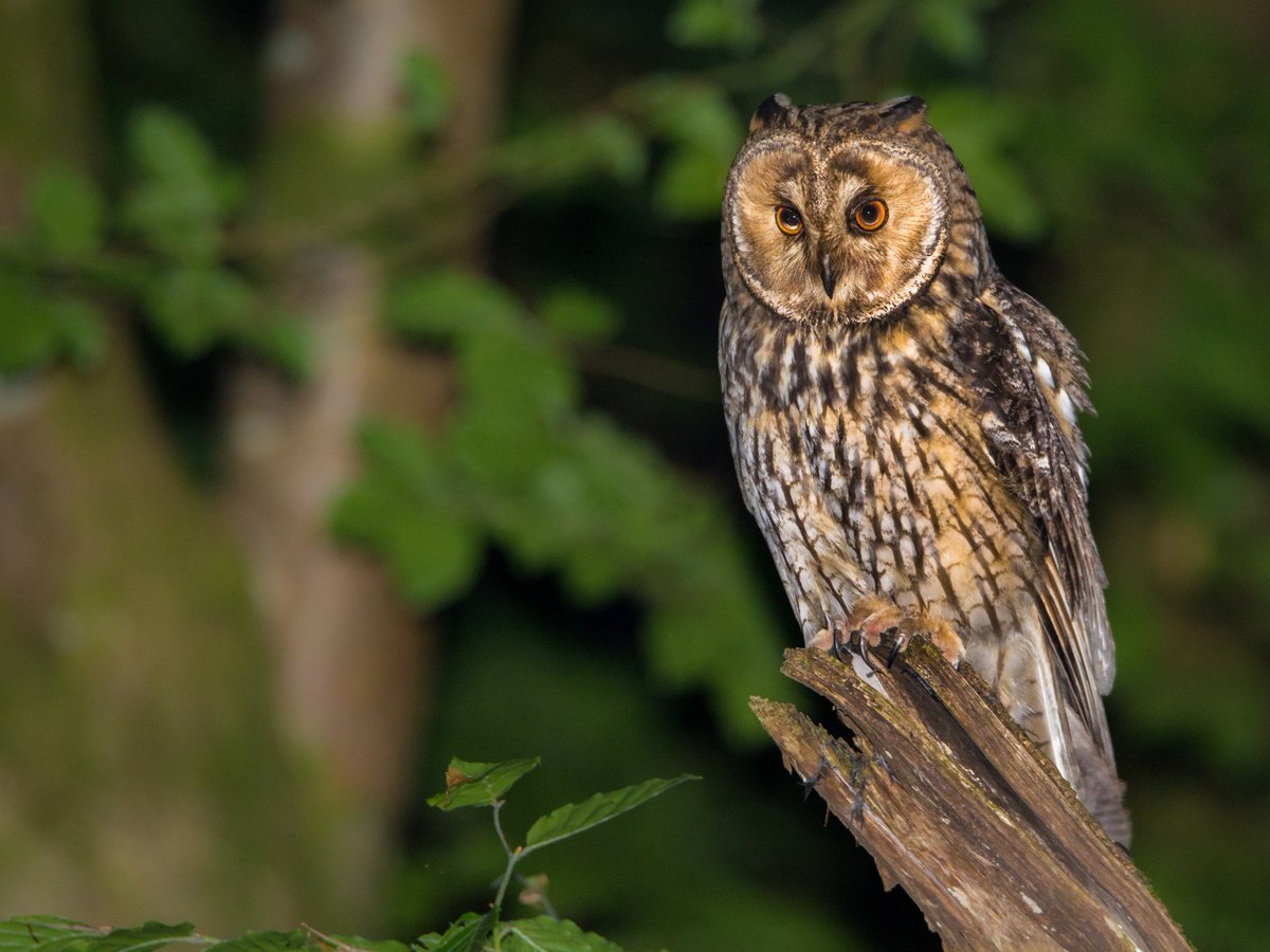 Неясыть Чако