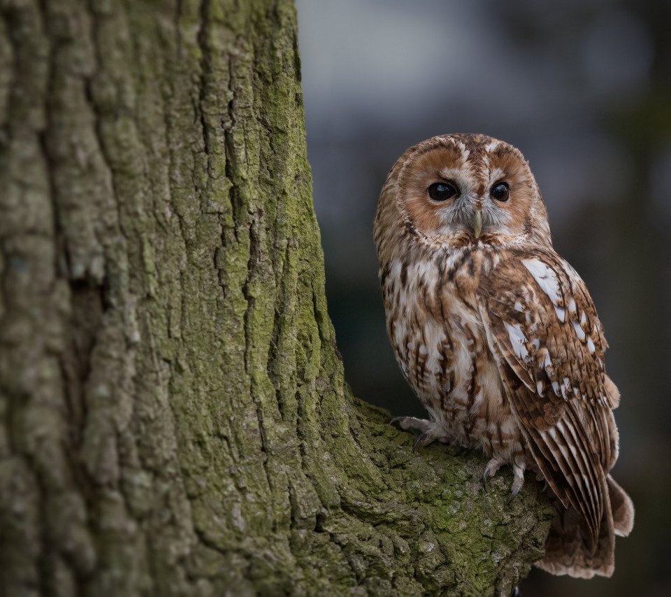 Неясыть коричневая