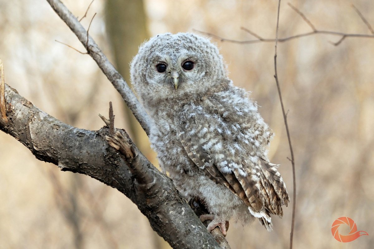 Игрушка Сыч