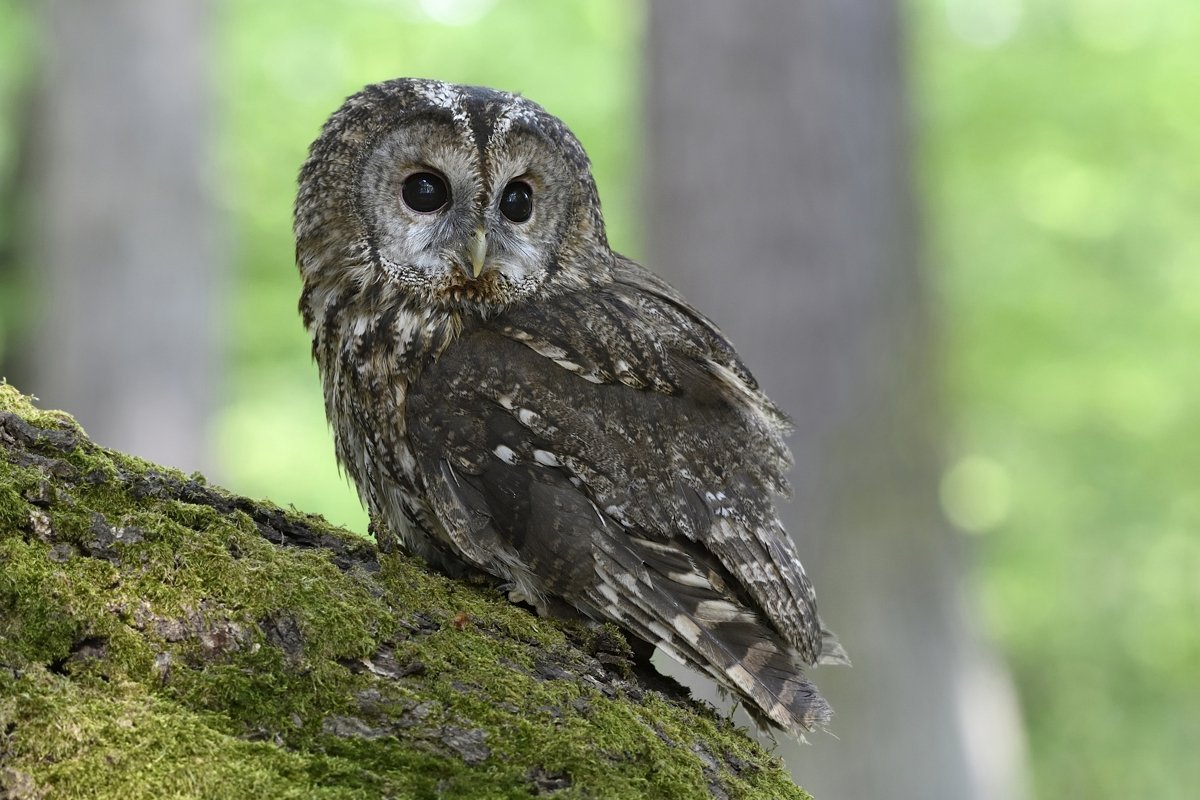 Сова Хлебушек пушистая