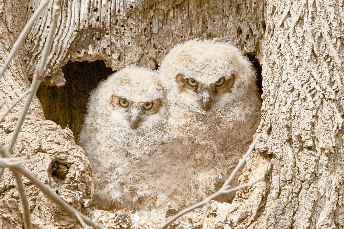 Красивый Совенок