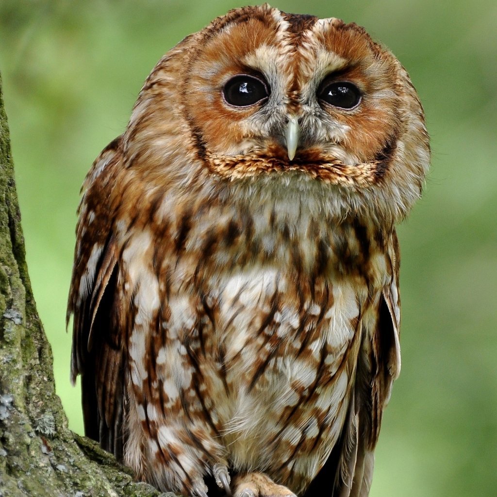Фото Совы в хорошем качестве