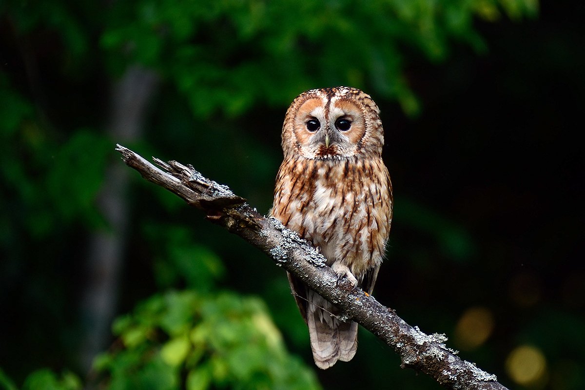Сова пестрая неясыть